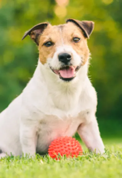 Jack Russell Terrier sitting on grass lawn with orange ball